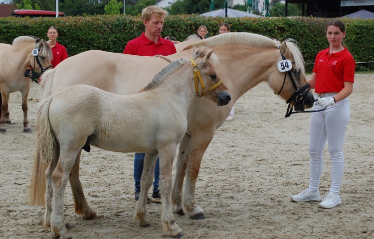Siegerhengstfohlen Vonnjo