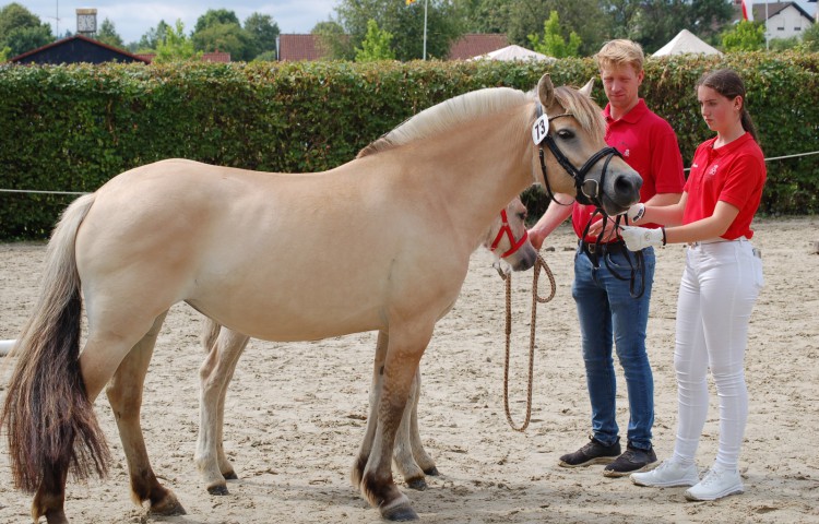 Reservesieger Stute Lieve