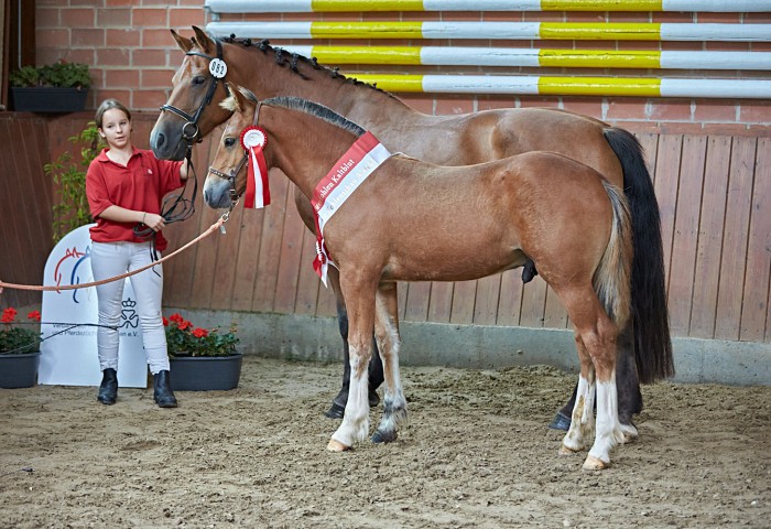 SIegerfohlen Freiberger