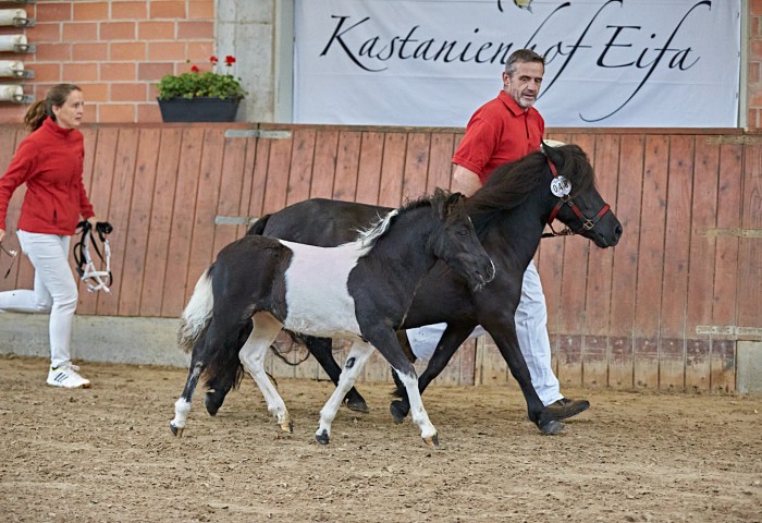 Siegerfohlen Shetland Pony - Vetter, Wolfgang