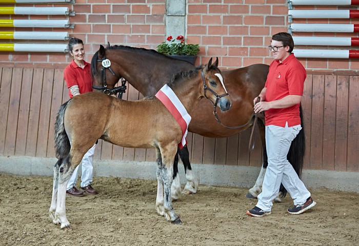 Siegerfohlen Welsh Millstone Rainstorm