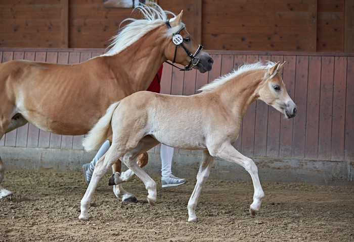 Siegerfohlen Haflinger Trab