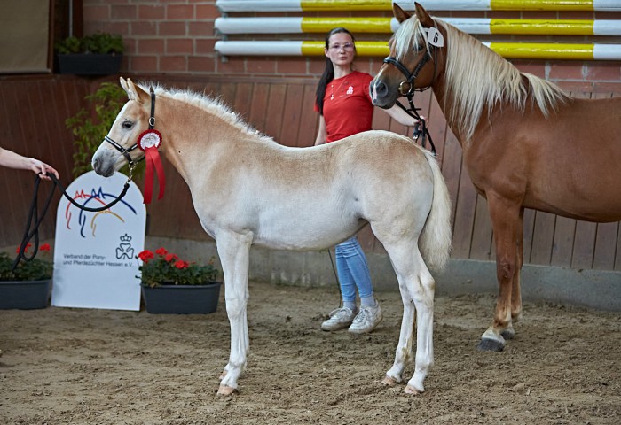 Siegerfohlen Edelbluthaflinger