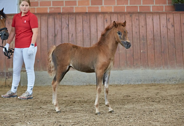 Dartmoor Siegerfohlen