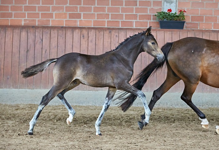 Sieger Fohlen Reitpony von ZG Franz, Laubach