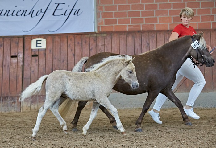 Siegerfohlen Dt Classic Pony im Trab