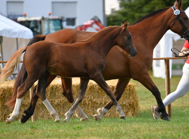 Siegerfohlen Usingen 2025