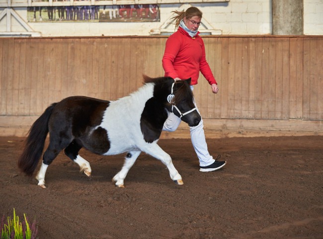 „Dorosalas Alexa“ Züchter und Besitzer Anja Koch, Brakel-Siddessen