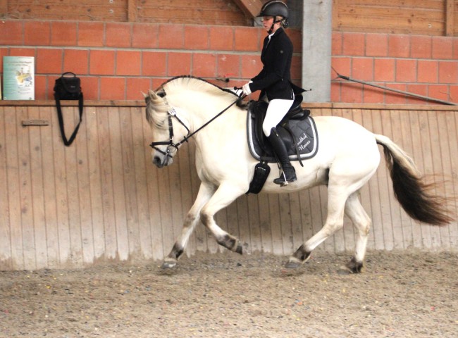 Die Siegerstute der Feldprüfung Faizah wurde von ihrer Reiterin Sarah Schmidt in allen Grundgangarten hervorragend in Szene gesetzt