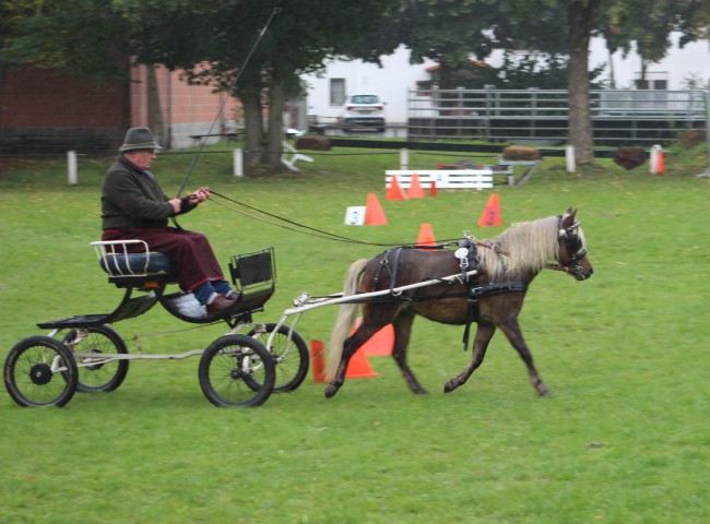 Fremdfahrer Andreas Müller vergab die Tageshöchstnote von 9.5 an die erst dreijährige Dt. Classic Ponystute Jara