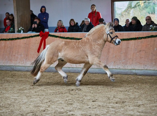 PrA Dartagnan  - Fjord Hengst 