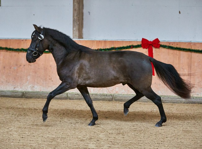 PrA Romano del Retorno -  Paso Fino Hengst 