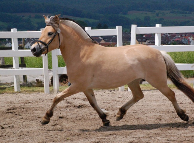 Lalelu LGKS