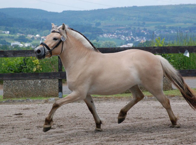 Lenita