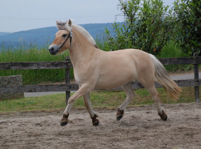 Vikkelsoes Tinde