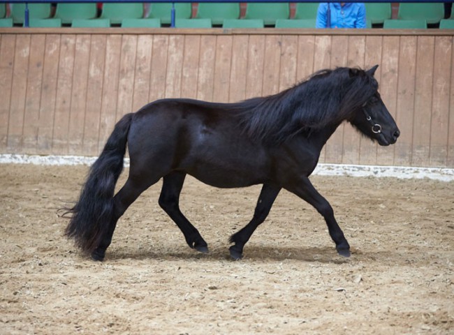 Gilsbachs Black Betty