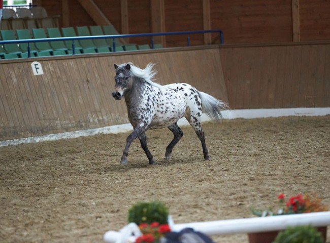 Lendorfs Kareema im Freilaufen