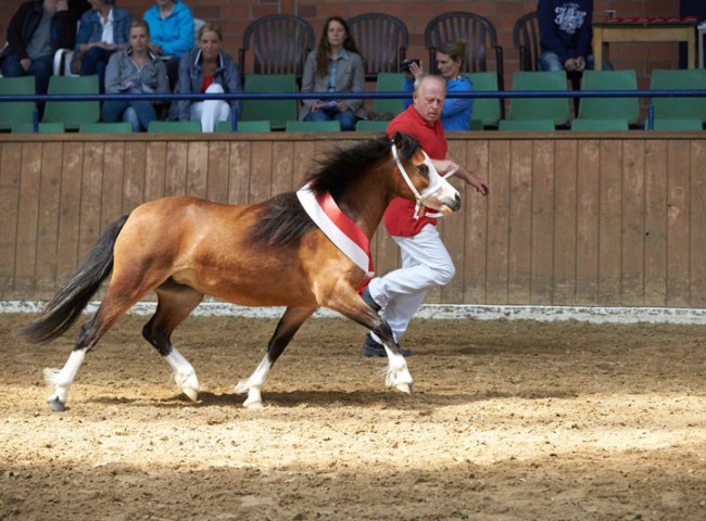 Siegerstute Welsh Moonrose Whoopie
