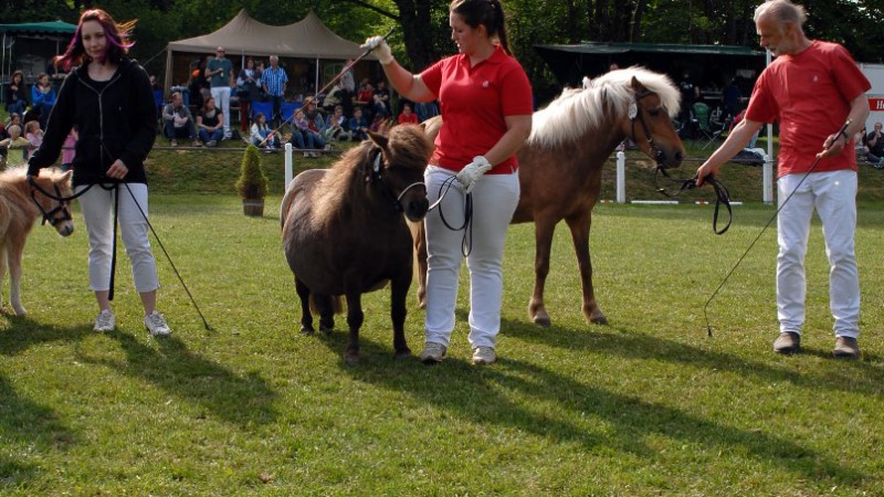 Lillifee & Franka vom Schedetal (Foto: Matthias Brab)