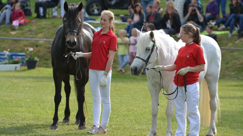 Laccaroe Lass und Grey Joan (Foto: Dr. Thomas Bachmann)
