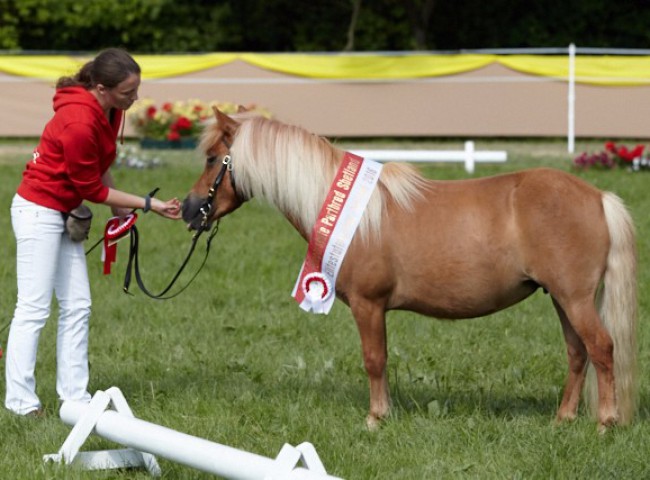 Balia aus dem Spessart (Dt. Partbred Shetland Pony)