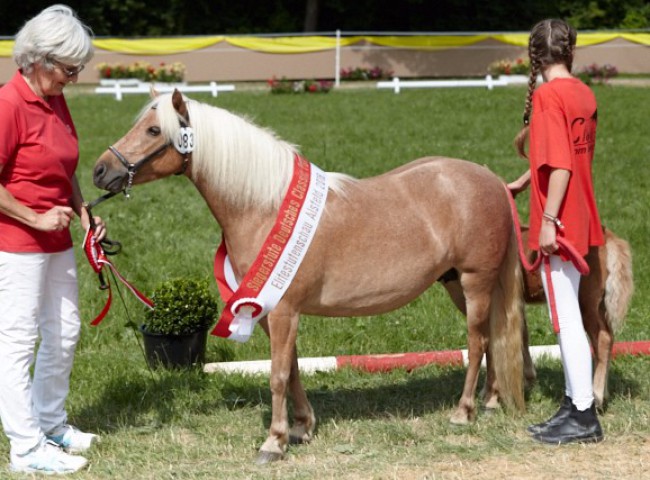 Ballerina vom Schedetal (Dt. Classic Pony)