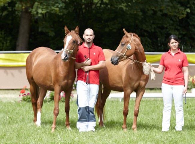 Karabagh-Stuten Elenya (links) und Türkan (rechts)