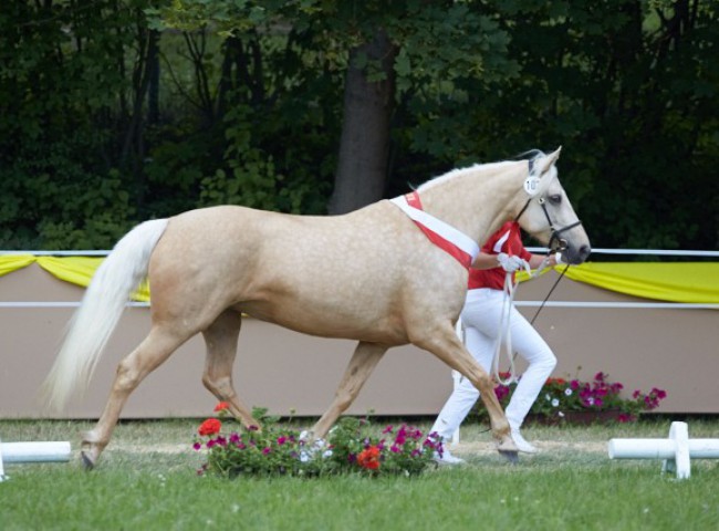 Kinzighausen Hazy Genia (Connemara)