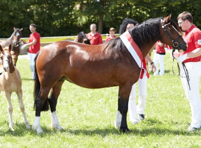 Millstone Miss May (Welsh D)