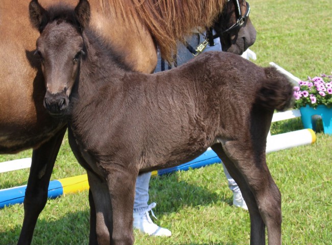 Gesamtsiegerfohlen - Brana vom Zelchersbachhof