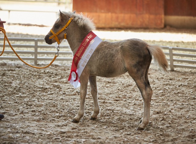 Flamina    Foto: Joachim Hecker