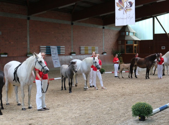 Endring der Connemaras