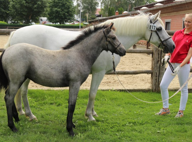 Glaskopf Grey Jeannie