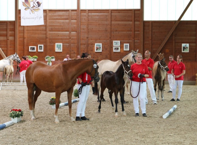 Klasse der Reitponys Foto: Joachim Hecker