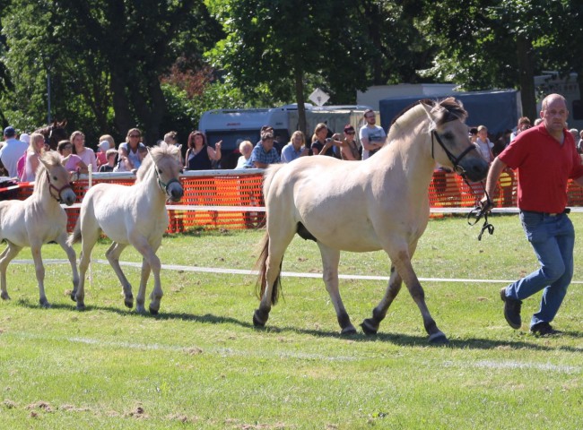 So schnell hat man zwei Fohlen