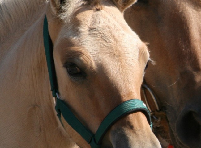 Aschenputtel Foto: Claudia Eichner