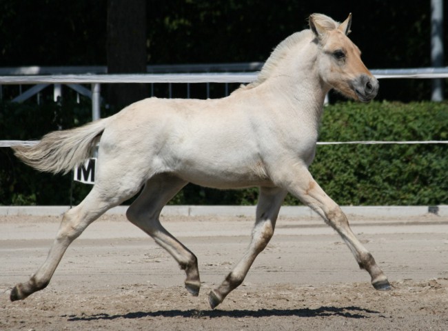 Donito Foto: Claudia Eichner