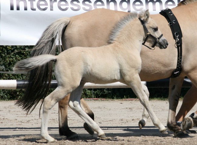 Skandar Foto: Claudia Eichner