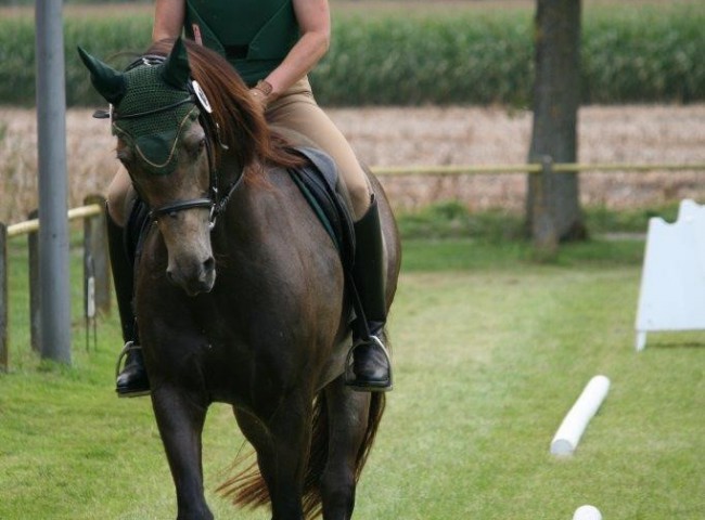 Sissi Wirth auf Kinzighausen Mezzomix beim Geländeritt Foto: C. Hoffarth