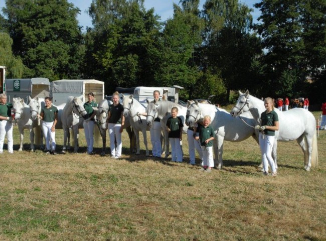 Connemarasstuten des Gestuet Glaskopf Foto: Dr. Bachmann