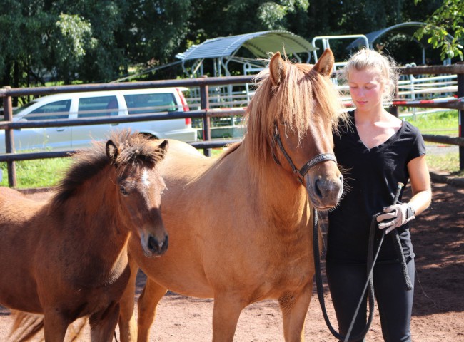 Eydis vom Habichtsald zweitbestes Stutfohlen der Fohlenreise