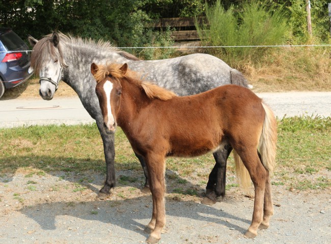Jökull von der Elschenau, das späktakulärste Bewegungsfohlen erzielte mit 8,29 Platz 1