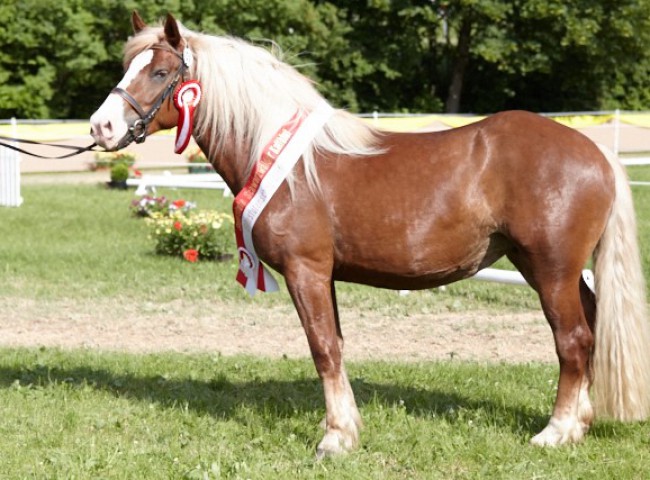 Waleria - Reserve-Siegerin der diesjährigen Landeskaltblutschau - Foto: Joachim Hecker