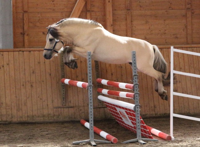 Rollo Freispringen HLP Erbach 2016