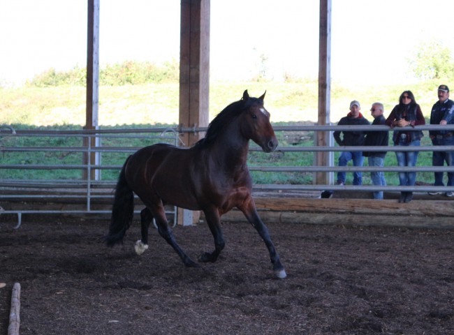 Junghengst La Amanecida el Salvadore 2