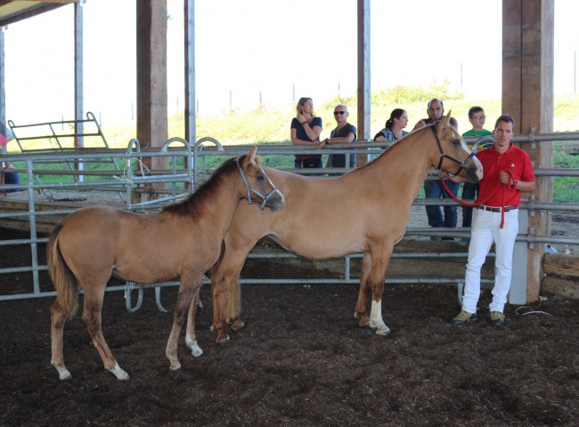 Solena Siegerstutfohlen