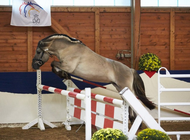 Marlon    Foto: Joachim Hecker