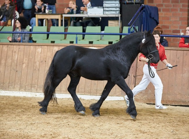Breuerberg Jupiter Jones  Foto: Joachim Hecker
