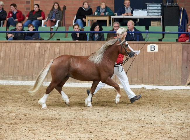 Moonrose Chester   Foto: Joachim Hecker