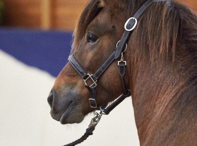 Frábær von der Elschenau Foto: Joachim Hecker